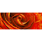 Syntia Rose 1 Декор 20х50